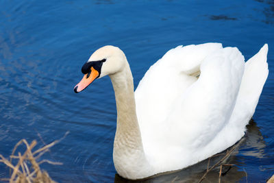 Close-up of swan swimming in lake