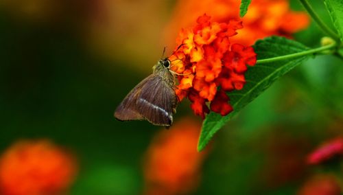 Close-up of butterfly pollinating on red flower