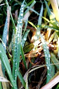 Close-up of plant