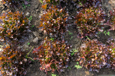 High angle view of flowering plants on autumn leaves