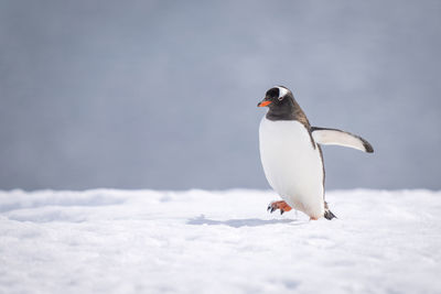 Gentoo penguin walks across snow lifting foot