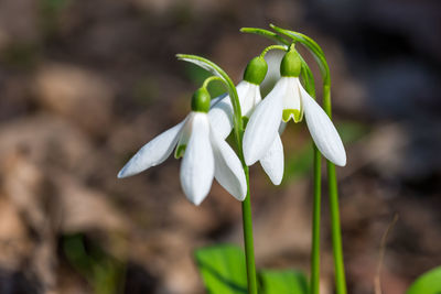 Close-up of white flowering plant