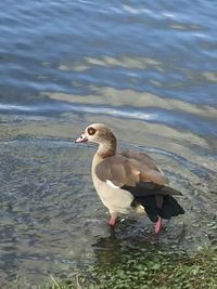 Side view of a bird at lakeshore