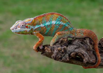 Close-up of lizard