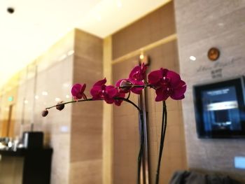 Close-up of flowers against blurred background