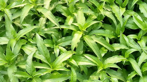 Full frame shot of plants