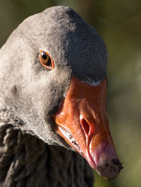 Close-up portrait of a parrot