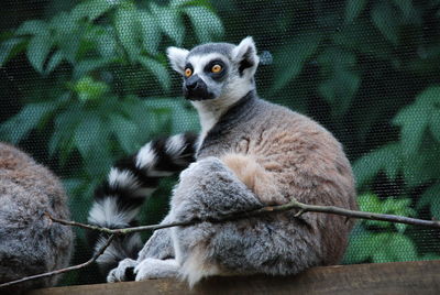 Low angle view of ring-tailed lemurs sitting on wooden plank at zoo