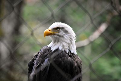 Close-up of bald eagle in cage