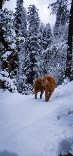View of an animal on snow covered land