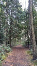 Trees in forest