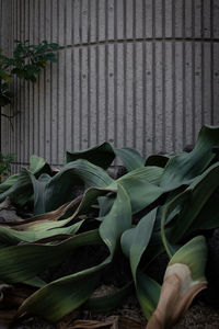 Close-up of green leaves