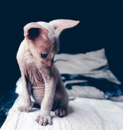 Close-up of cornish rex kitten sitting on bed