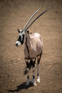 Gemsbok stands in sunshine on rocky ground