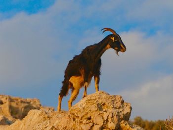 Goat on mountain 