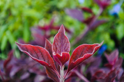 Close-up of red leaves on plant