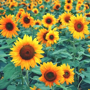 Close-up of yellow flowers blooming outdoors