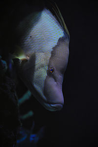 Close-up of fish swimming in aquarium