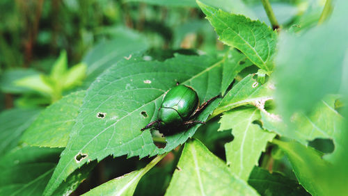Close-up of insect on leaf
