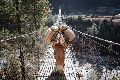 Donkeys carrying goods on a suspension bridge over the river, himalaya, nepal