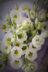 Close-up of white flowers