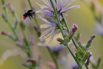 Bee hovering by flowers blooming outdoors