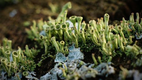 Close-up of cactus plants