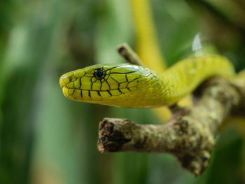 Close-up of snake