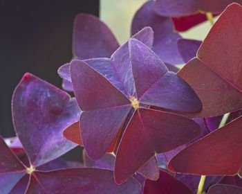 Close-up of plant