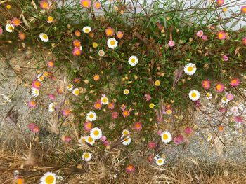 High angle view of flowering plants on land