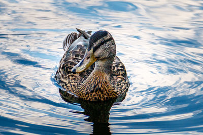 Close-up of duck swimming in lake