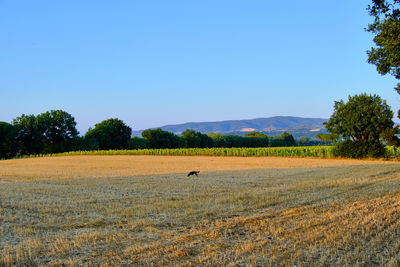 Scenic view of field against clear blue sky