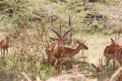 Impalas on field at lake nakuru national park