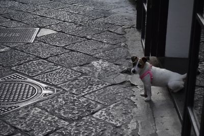 Dog sitting on floor