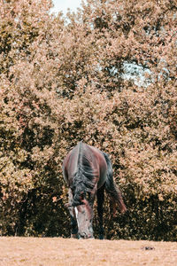 Portrait of horse on field