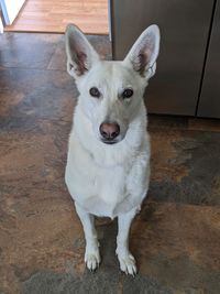 Portrait of dog standing on floor at home