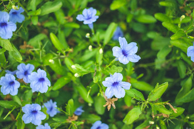 Close-up of purple flowering plants