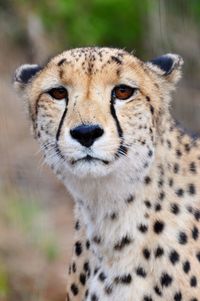 Close-up portrait of a cat