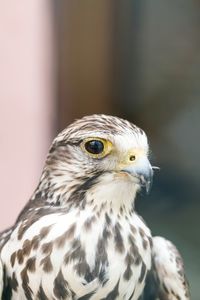 Close-up of a bird