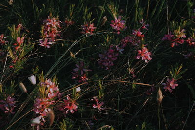 Close-up of red flowers blooming outdoors