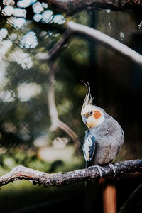 Close-up of bird perching on tree