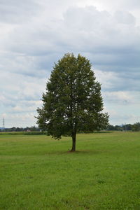 Trees on grassy field