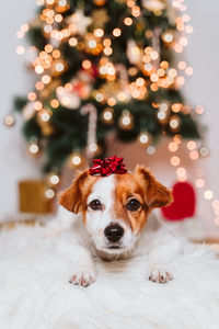 Cute jack russell dog at home by the christmas tree with red present lace ornament on head