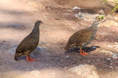 Birds perching on dirt road