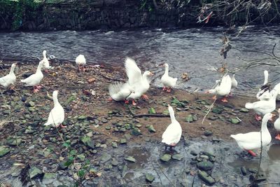 Birds on white background
