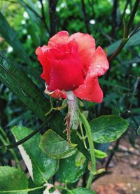 Close-up of wet red rose blooming outdoors