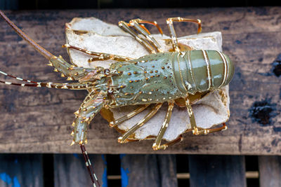 High angle view of lobster on wood