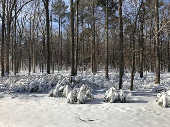 Trees on snow covered landscape