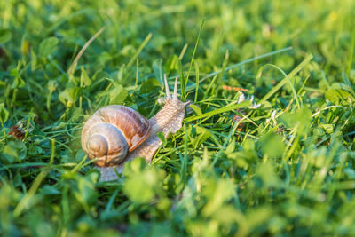 Helix pomatia, roman snail, burgundy snail, edible snail or escargot in the garden with sunset light