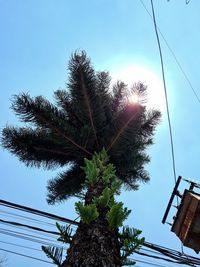 Low angle view of palm tree against sky